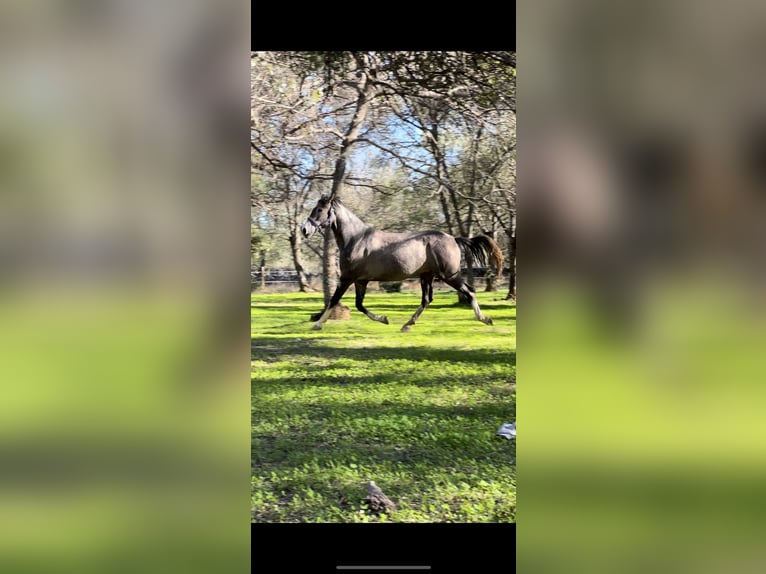 Cheval de sport espagnol Croisé Jument 7 Ans 165 cm Aubère in Las Rozas De Madrid