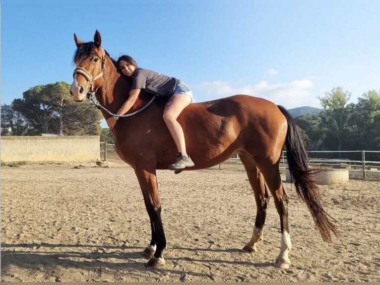 Cheval de sport espagnol Jument 7 Ans 168 cm Bai in Sevilla Cheval de sport espagnol Jument 7 Ans 168 cm Bai in Sevilla