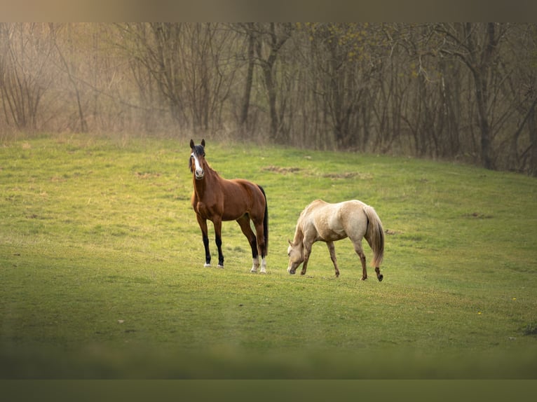 Cheval de sport espagnol Jument 7 Ans 168 cm Bai in Sevilla Cheval de sport espagnol Jument 7 Ans 168 cm Bai in Sevilla
