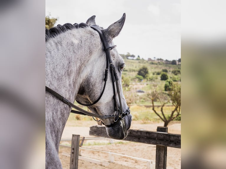 Cheval de sport espagnol Jument 7 Ans 169 cm Gris in Xabia/Javea