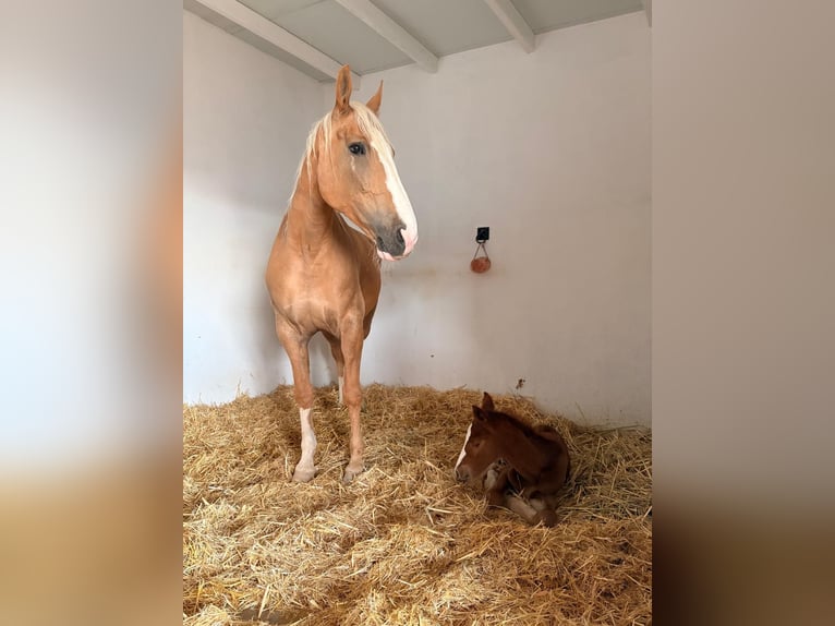 Cheval de sport espagnol Jument 7 Ans 172 cm Palomino in Velilla