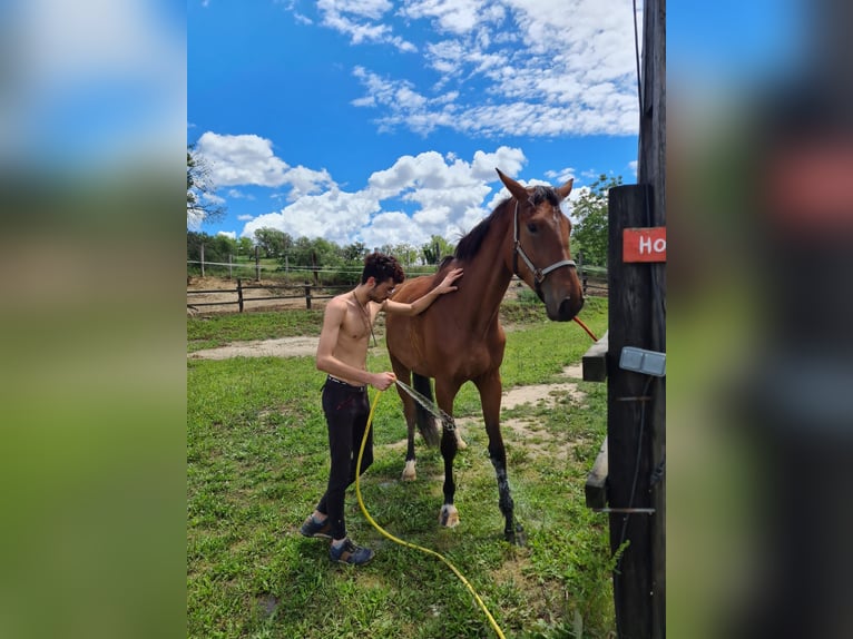 Cheval de sport espagnol Jument 7 Ans 175 cm Bai in Taradell