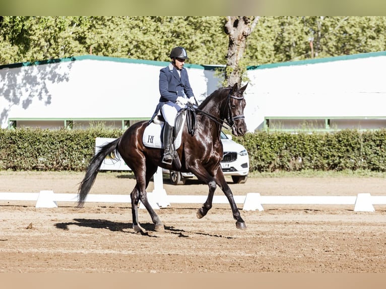 Cheval de sport espagnol Jument 7 Ans 175 cm Noir in Zafra