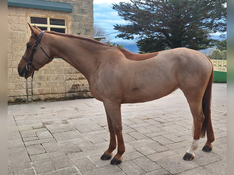 Cheval de sport espagnol Jument 7 Ans Alezan in Oviedo