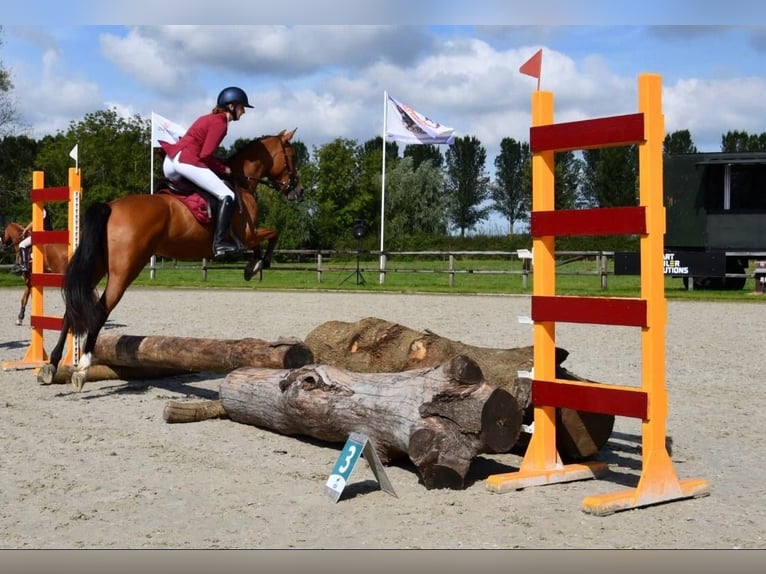 Cheval de sport espagnol Croisé Jument 8 Ans 148 cm Bai in Goes