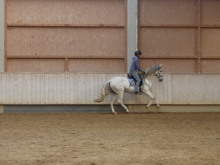 Cheval de sport espagnol Croisé Jument 8 Ans 155 cm Gris noir in Rot an der Rot