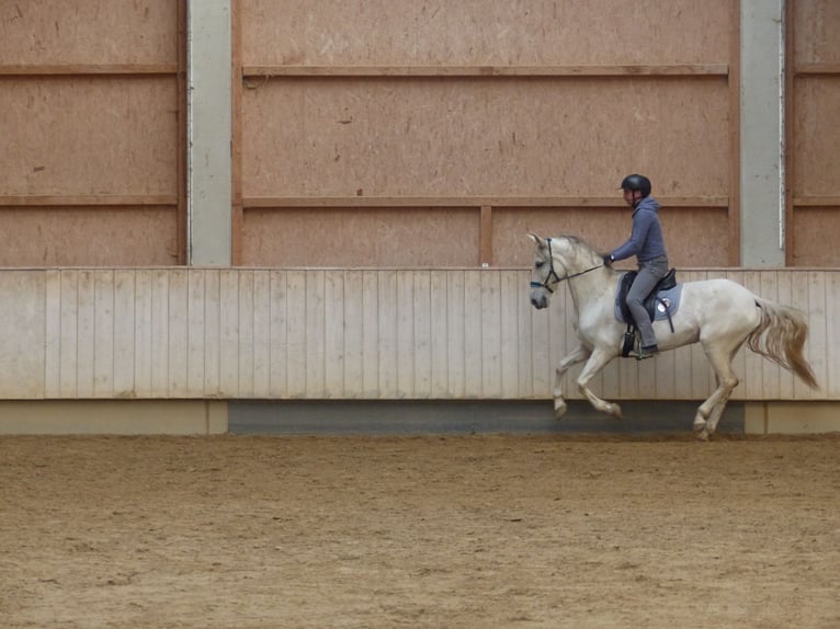 Cheval de sport espagnol Croisé Jument 8 Ans 155 cm Gris noir in Rot an der Rot