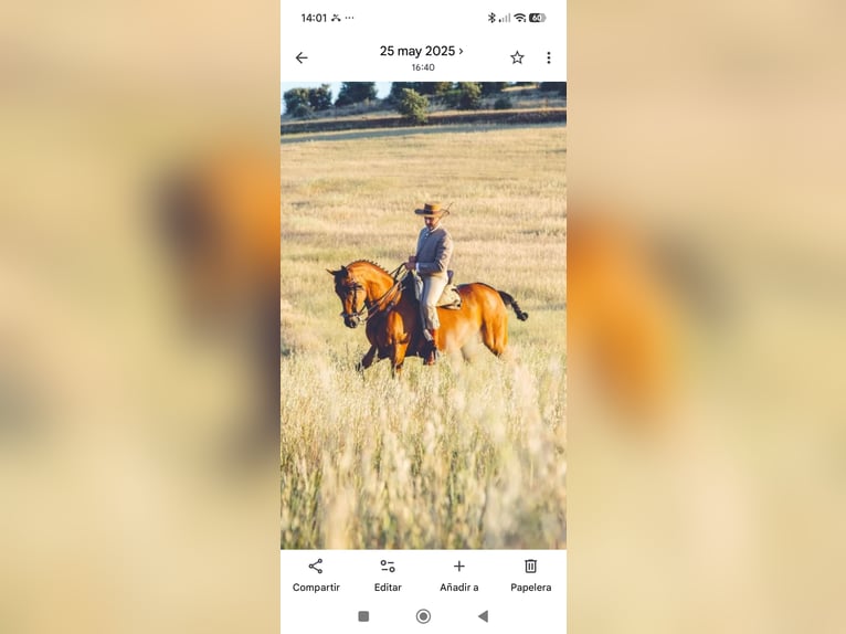 Cheval de sport espagnol Jument 8 Ans 156 cm Bai in Talavera la real