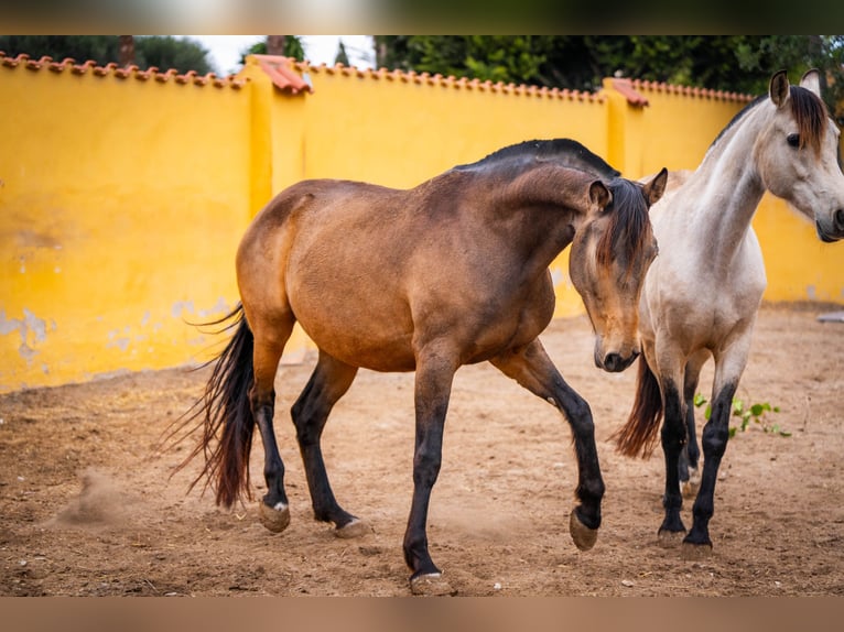 Cheval de sport espagnol Croisé Jument 8 Ans 166 cm Buckskin in Valencia