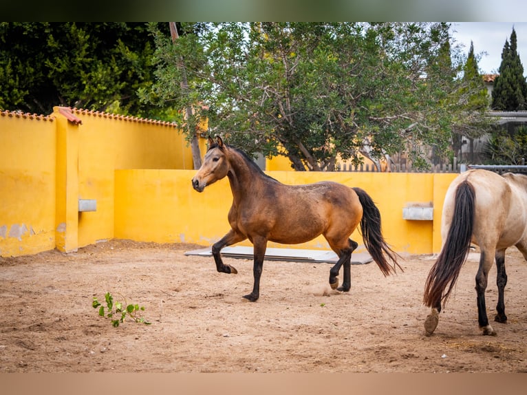 Cheval de sport espagnol Croisé Jument 8 Ans 166 cm Buckskin in Valencia