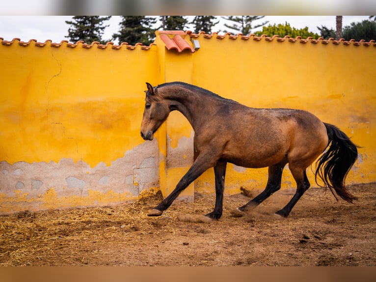 Cheval de sport espagnol Croisé Jument 8 Ans 166 cm Buckskin in Valencia