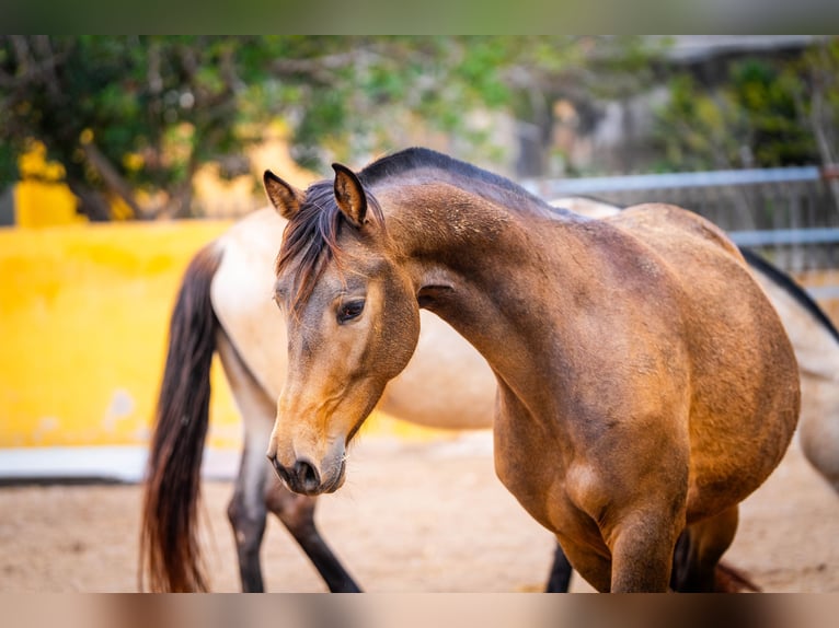 Cheval de sport espagnol Croisé Jument 8 Ans 166 cm Buckskin in Valencia