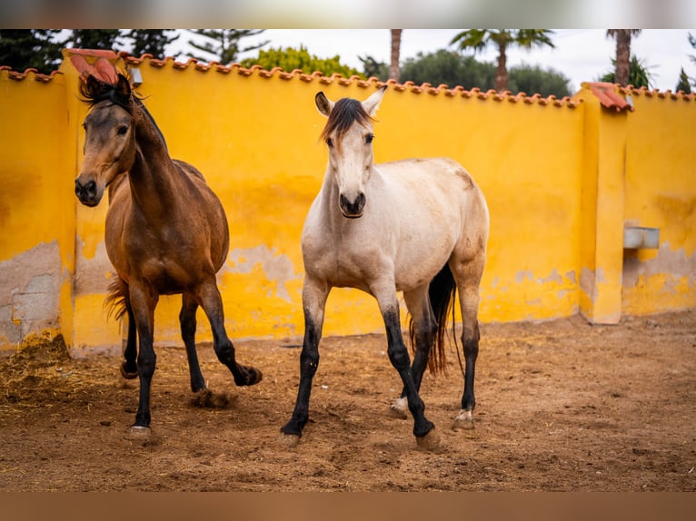 Cheval de sport espagnol Croisé Jument 8 Ans 166 cm Buckskin in Valencia