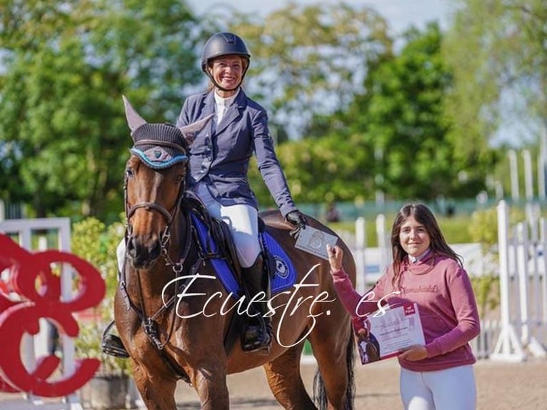 Cheval de sport espagnol Jument 8 Ans 168 cm Bai in Gijon