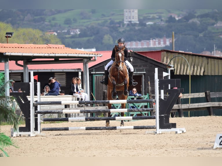 Cheval de sport espagnol Jument 8 Ans 170 cm Bai brun in Beranga
