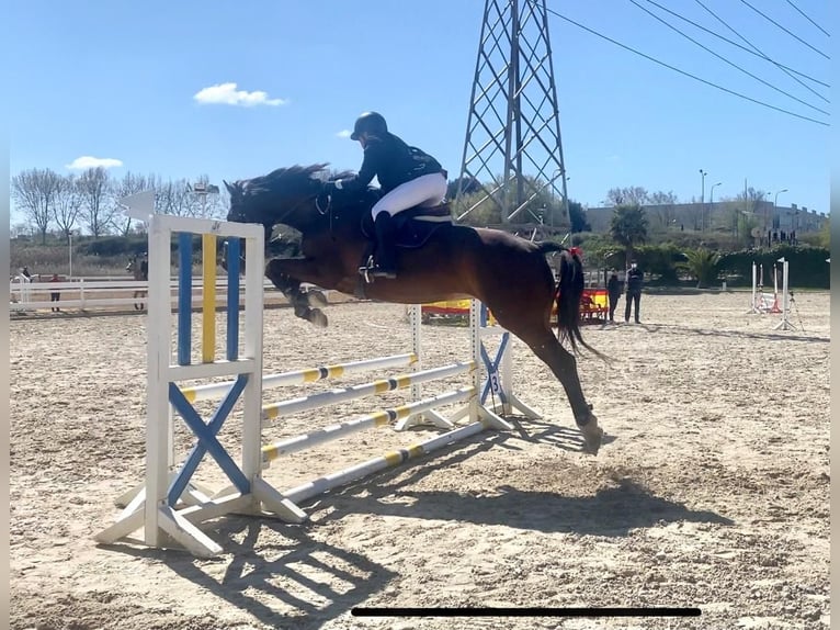 Cheval de sport espagnol Jument 8 Ans 170 cm Bai brun in Beranga