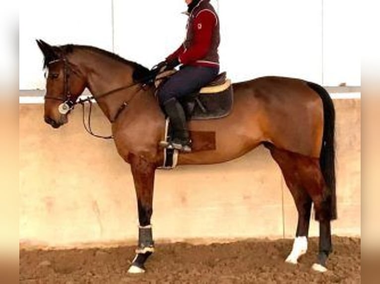 Cheval de sport espagnol Croisé Jument 8 Ans 170 cm Bai cerise in MADRID