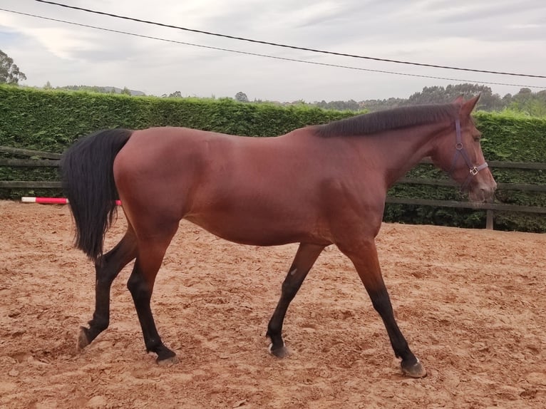 Cheval de sport espagnol Jument 8 Ans 170 cm Bai in Candas
