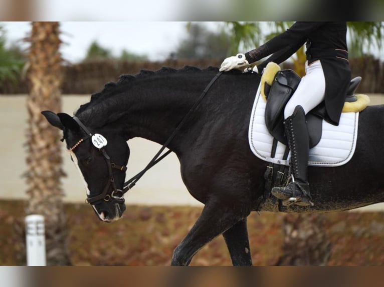 Cheval de sport espagnol Jument 8 Ans 170 cm Noir in Llutxent