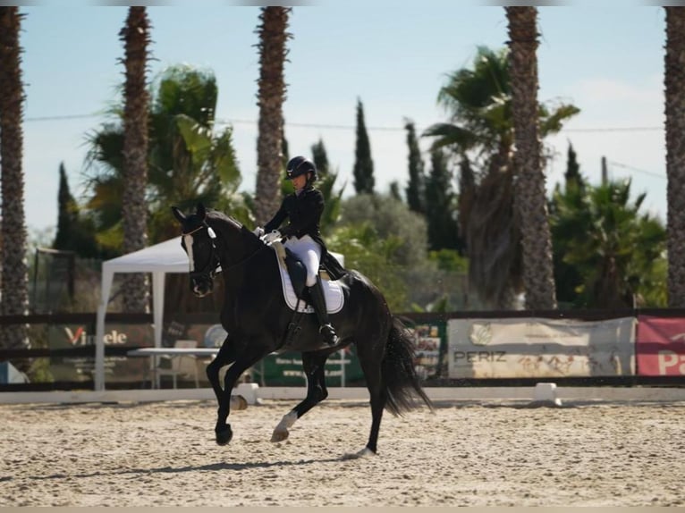 Cheval de sport espagnol Jument 8 Ans 170 cm Noir in Llutxent