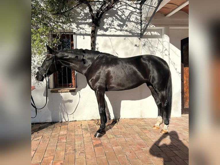 Cheval de sport espagnol Jument 8 Ans 170 cm Noir in Llutxent