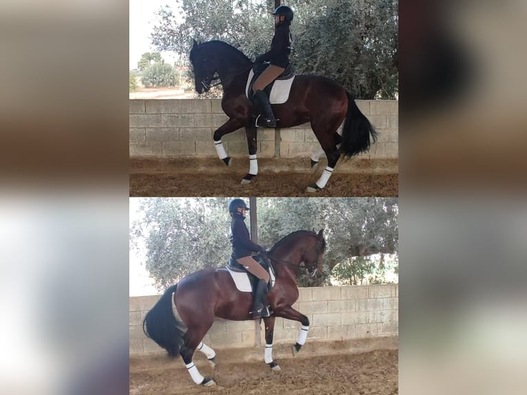 Cheval de sport espagnol Jument 8 Ans 172 cm Bai in Lorca