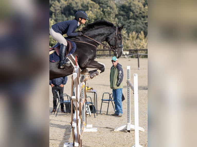 Cheval de sport espagnol Jument 8 Ans 173 cm Noir in Bunyola