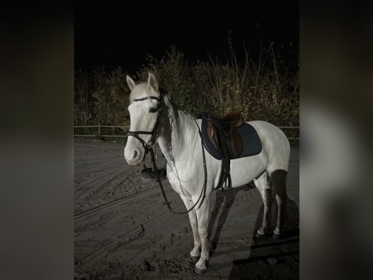 Cheval de sport espagnol Jument 9 Ans 142 cm in Bösel