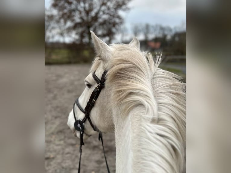 Cheval de sport espagnol Jument 9 Ans 142 cm in Bösel