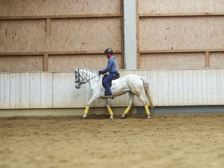 Cheval de sport espagnol Croisé Jument 9 Ans 155 cm Gris noir in Rot an der Rot