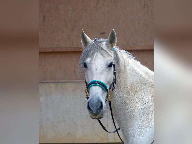 Cheval de sport espagnol Croisé Jument 9 Ans 155 cm Gris noir in Rot an der Rot