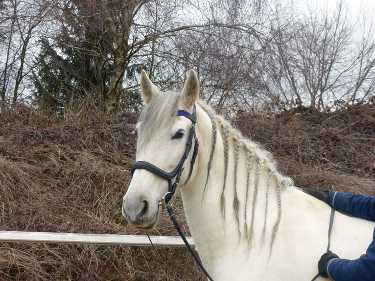Cheval de sport espagnol Croisé Jument 9 Ans 155 cm Gris noir in Rot an der Rot