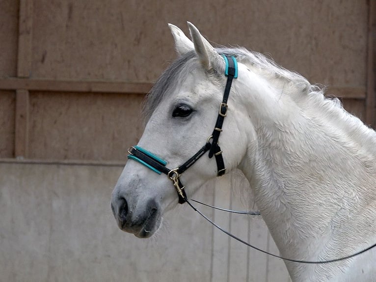 Cheval de sport espagnol Croisé Jument 9 Ans 155 cm Gris noir in Rot an der Rot