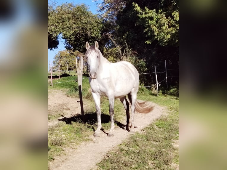 Cheval de sport espagnol Jument 9 Ans 156 cm Gris moucheté in Scheibenhardt