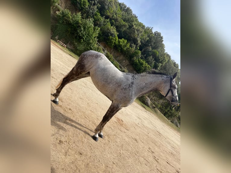 Cheval de sport espagnol Jument 9 Ans Gris in Sant Andreu De Llavaneres