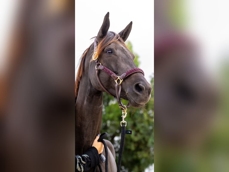 Cheval de sport espagnol Jument 9 Ans Noir in Villafranca Del Castillo