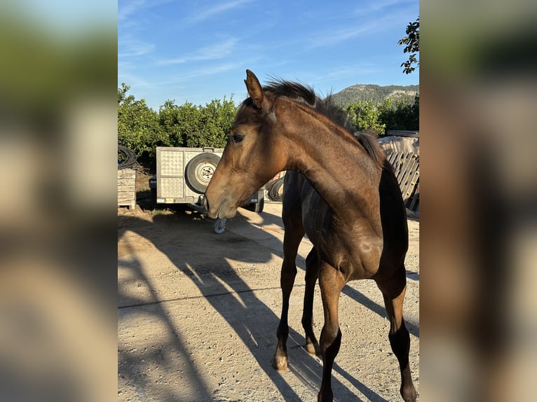 Cheval de sport espagnol Croisé Jument Poulain (04/2024) 137 cm Bai clair in Tavernes De La Valldigna, De (Playa)