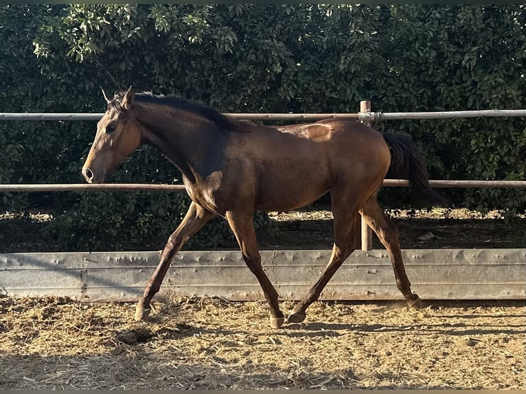 Cheval de sport espagnol Croisé Jument Poulain (04/2024) 137 cm Bai clair in Tavernes De La Valldigna, De (Playa)