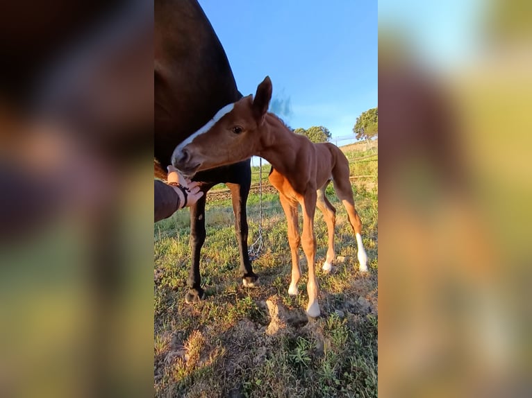 Cheval de sport espagnol Jument Poulain (04/2026) Alezan in Monroy