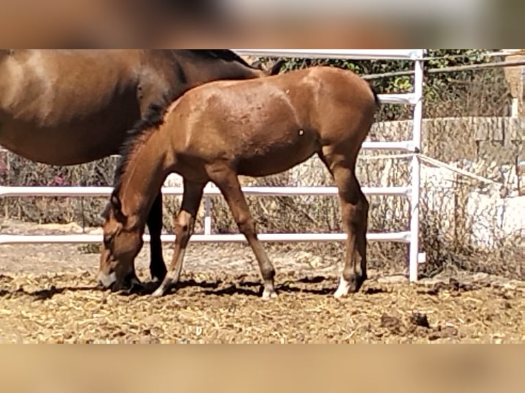 Cheval de sport espagnol Jument Poulain (04/2025) Bai clair in Bonares