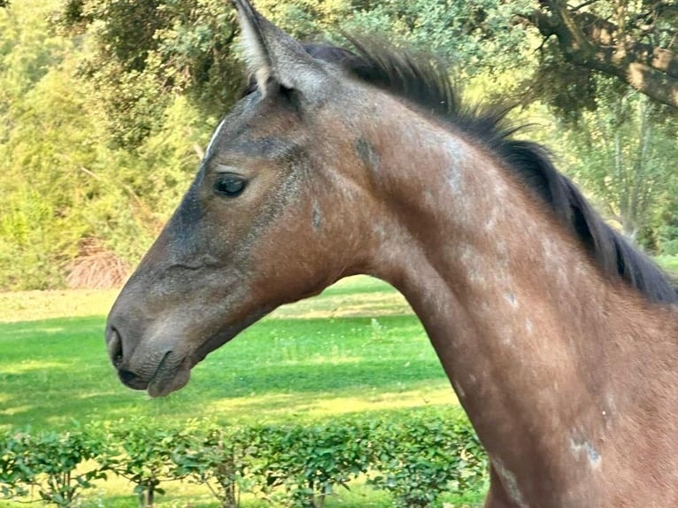 Cheval de sport espagnol Jument Poulain (01/2025) in Pepino