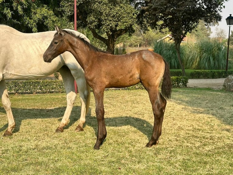Cheval de sport espagnol Jument Poulain (01/2025) in Pepino