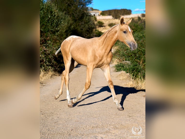 Cheval de sport espagnol Jument Poulain (05/2026) Léopard in Navalperal De Pinares