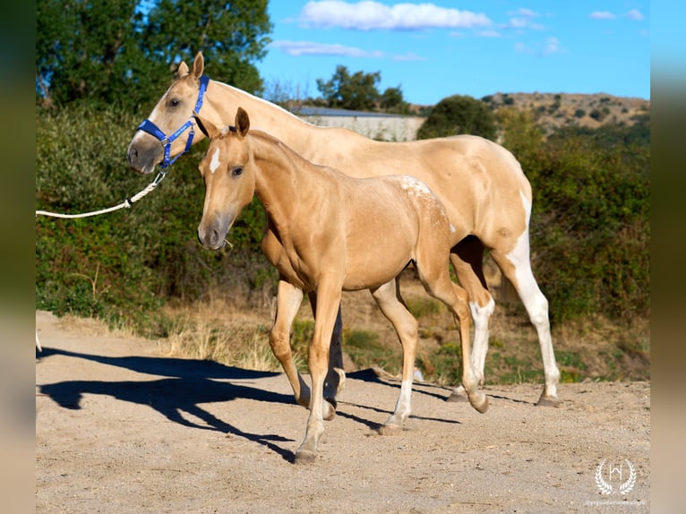 Cheval de sport espagnol Jument Poulain (05/2026) Léopard in Navalperal De Pinares
