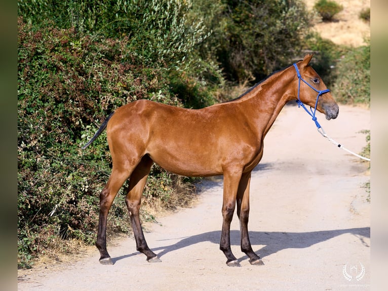 Cheval de sport espagnol Jument Poulain (01/2026) Léopard in Navalperal De Pinares