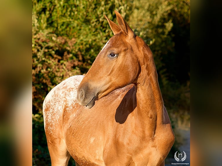 Cheval de sport espagnol Jument Poulain (03/2026) Léopard in Navalperal De Pinares