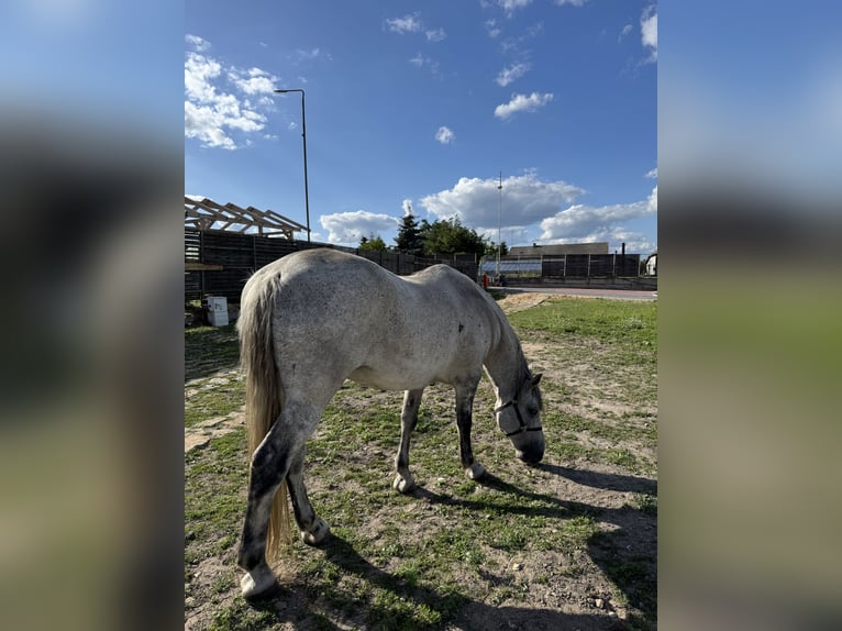 Cheval de sport hongrois Étalon 10 Ans Gris in Promna-Kolonia