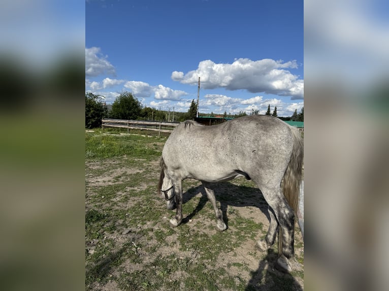Cheval de sport hongrois Étalon 10 Ans Gris in Promna-Kolonia