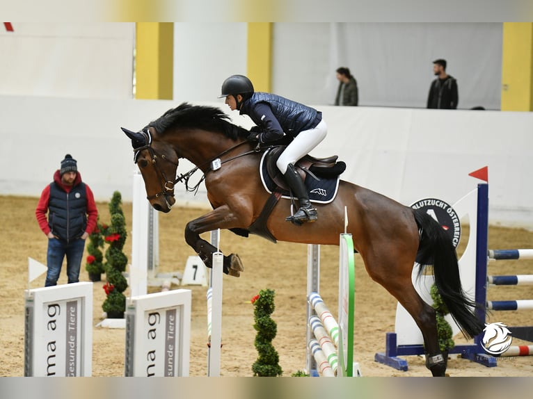 Cheval de sport hongrois Étalon 12 Ans 167 cm Bai in Wien, Leopoldstadt