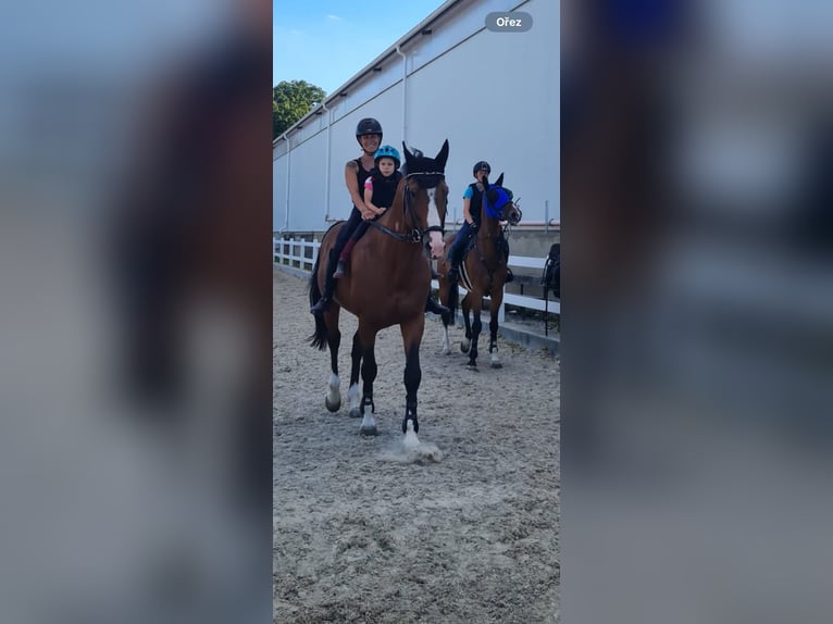 Cheval de sport hongrois Étalon 13 Ans 170 cm Bai cerise in Mladá Boleslav